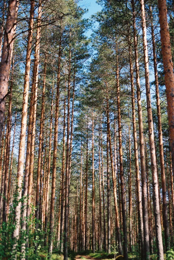 Forêt de pins avec sentier naturel sous un ciel bleu