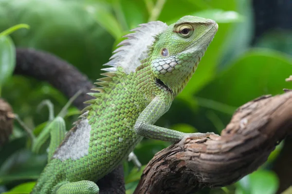 Lézard vert sur une branche – Photo de reptile tropical en gros plan