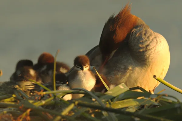 Canard harle bièvre avec ses canetons – Photo d’oiseaux aquatiques en famille