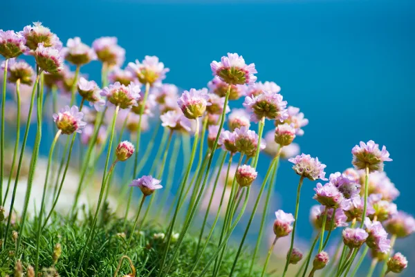 Fleurs sauvages roses au printemps – Gros plan sur une prairie fleurie