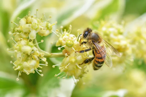 Abeille butinant des fleurs sauvages – Macro photo de pollinisation