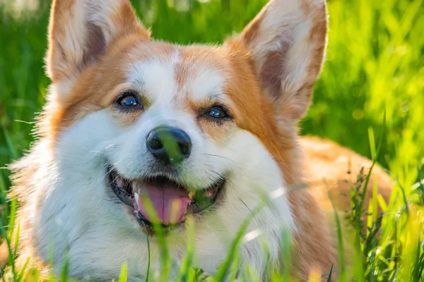 Chien Corgi souriant dans l’herbe – Portrait canin en extérieur
