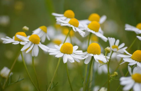 Fleurs de camomille sauvages – Gros plan sur une prairie printanière