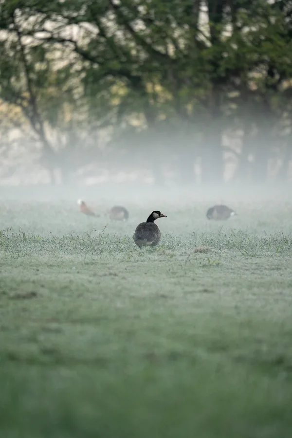 Bernaches du Canada dans une prairie brumeuse – Paysage naturel au lever du jour