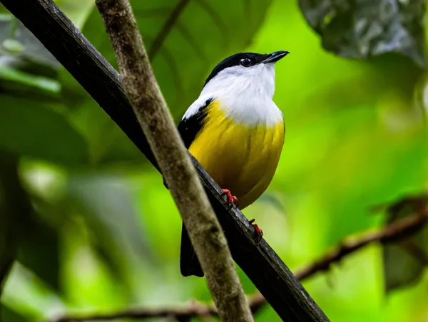 Oiseau tropical jaune et blanc perché sur une branche – Photo animalière exotique