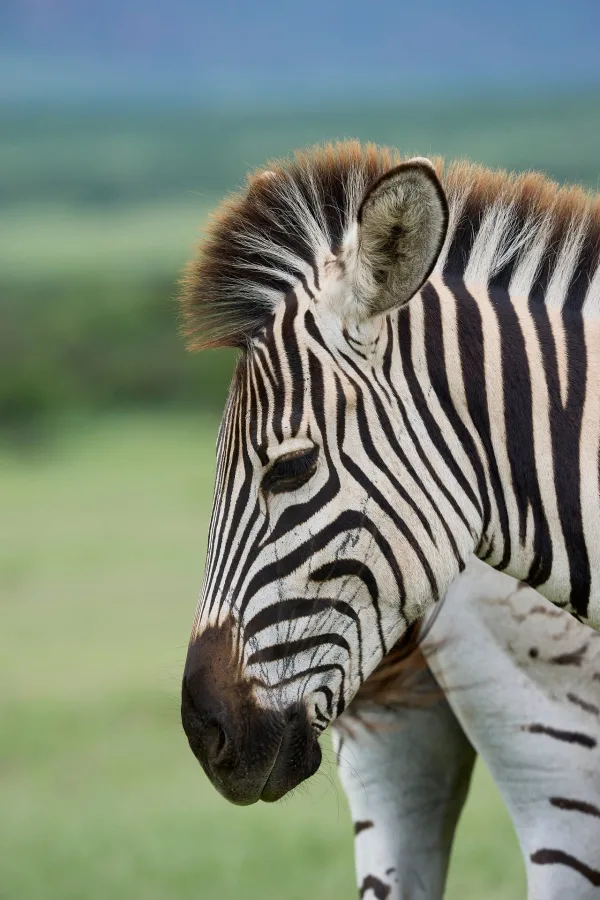 Portrait de zèbre en savane – Gros plan sur un animal sauvage d’Afrique