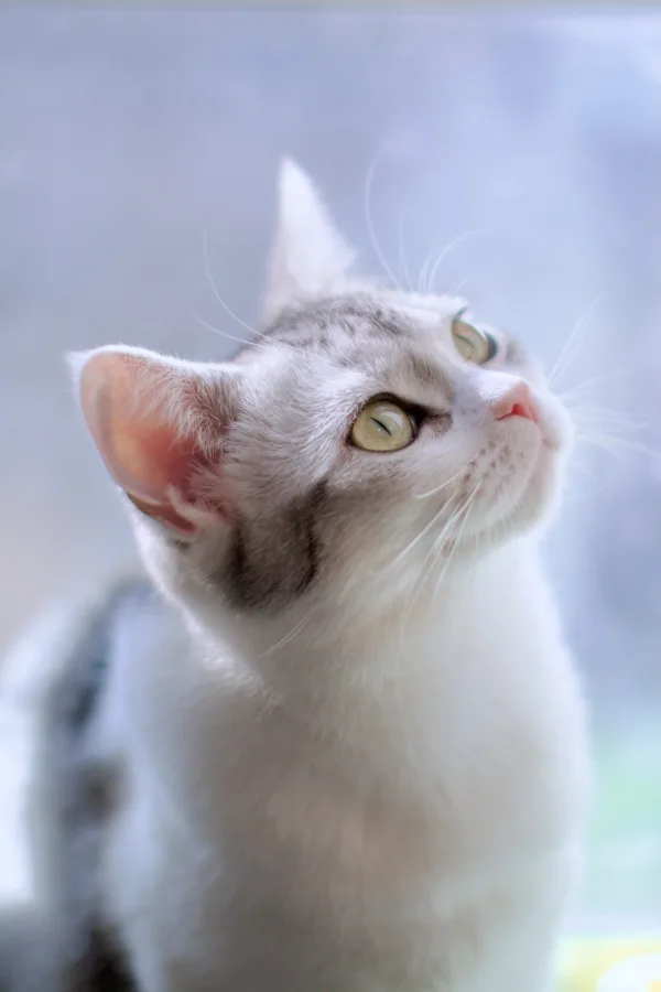 Portrait d’un chat blanc et gris aux yeux verts en gros plan