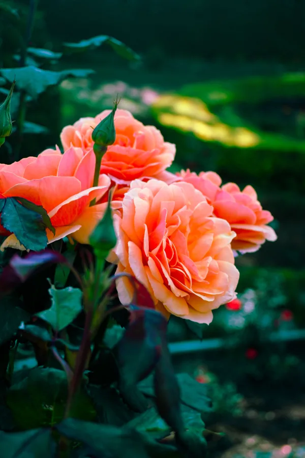 Roses corail en fleur dans un jardin luxuriant