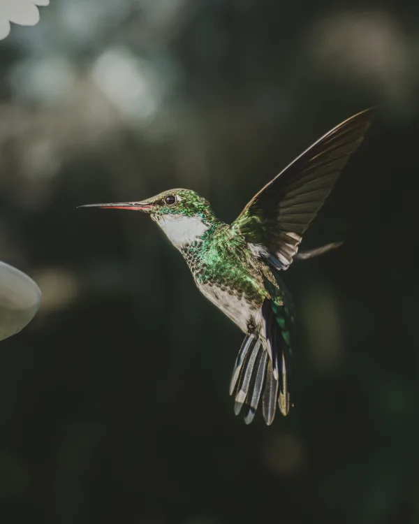 Colibri vert en vol près d’une fleur – photographie animalière en gros plan