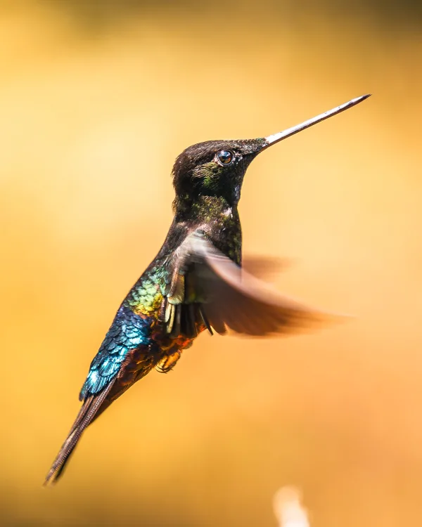Colibri noir irisé en vol – photographie animalière sur fond doré