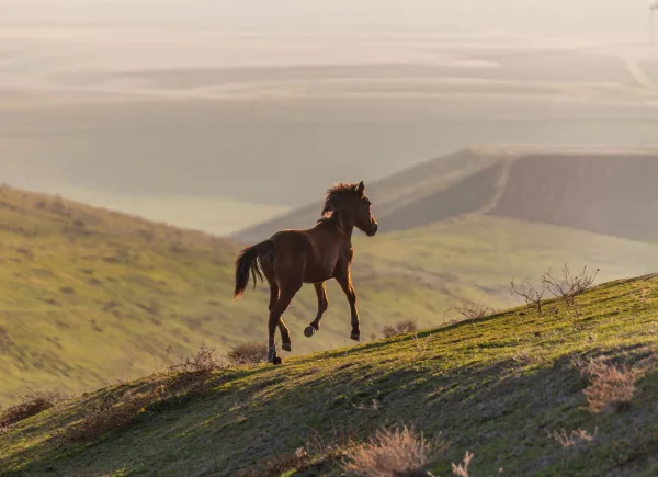 Cheval galopant sur une colline au coucher du soleil – paysage naturel
