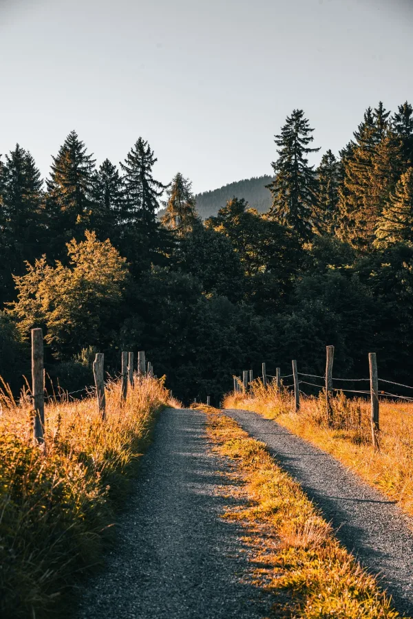 Chemin de campagne bordé d’arbres au coucher du soleil – paysage forestier