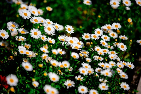 Champ de marguerites blanches en fleurs – paysage floral printanier