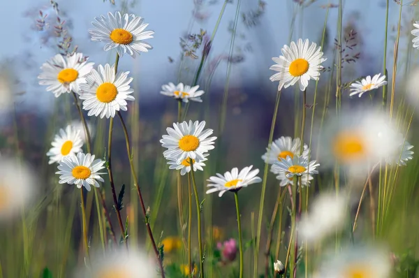 Marguerites sauvages en fleurs dans une prairie au printemps