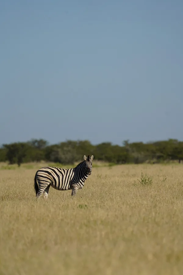 Zèbre des plaines solitaire dans la savane africaine