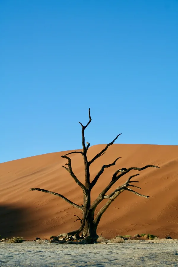 Arbre mort dans le désert du Namib en Namibie sous un ciel bleu