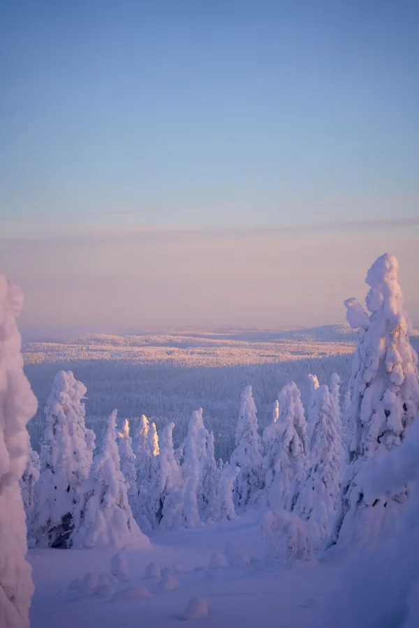 Paysage hivernal enneigé au lever du soleil dans une forêt nordique