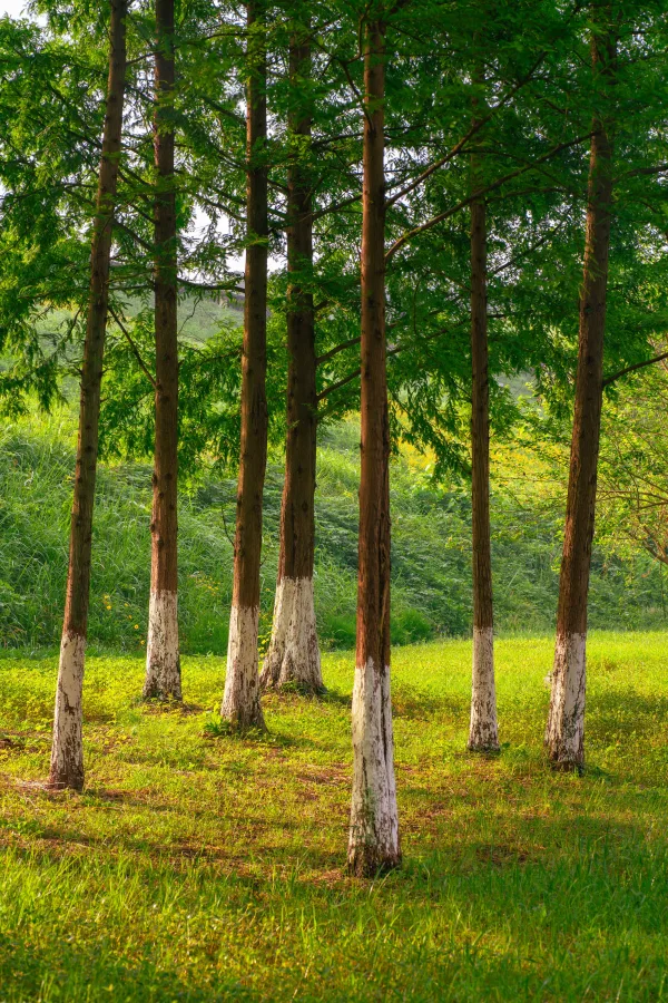 Alignement d’arbres verdoyants dans un parc naturel ensoleillé