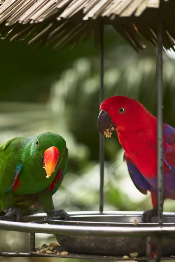 Deux perroquets colorés se nourrissant dans un environnement tropical
