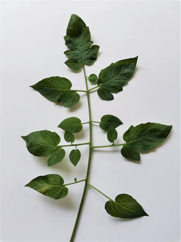 Feuille verte de tomate isolée sur fond blanc