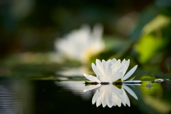 Nénuphar blanc flottant sur une eau calme – Fleur aquatique