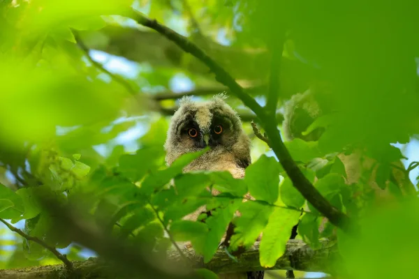 Jeune hibou caché dans le feuillage d’un arbre