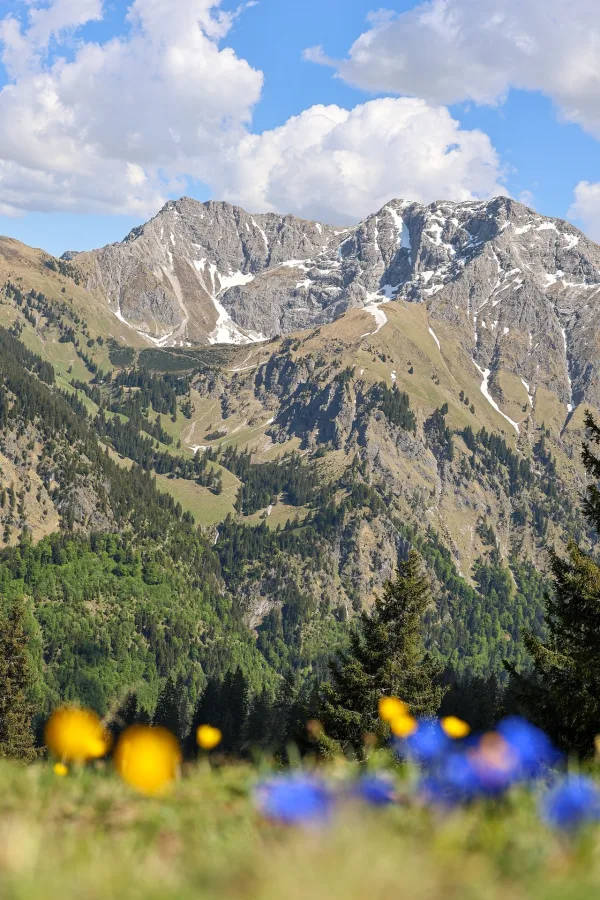 Paysage de montagne avec sommets enneigés et prairie fleurie