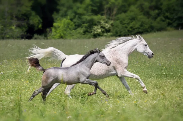 Jument et poulain galopant dans une prairie verdoyante