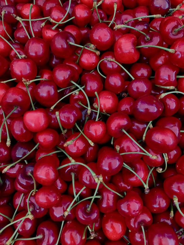 Cerises rouges fraîches en gros plan – Fruits mûrs et juteux