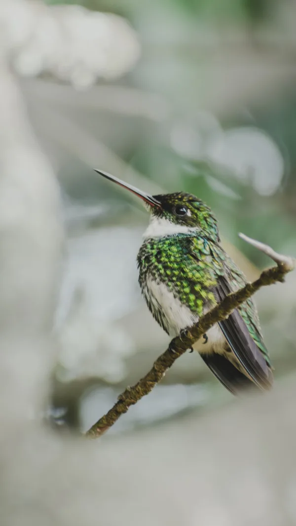 Colibri vert perché sur une branche – Portrait d'un oiseau tropical