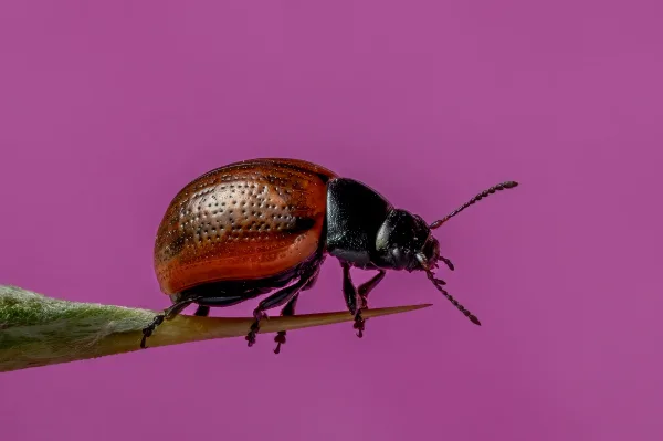 Coléoptère brun en macrophotographie sur une tige végétale