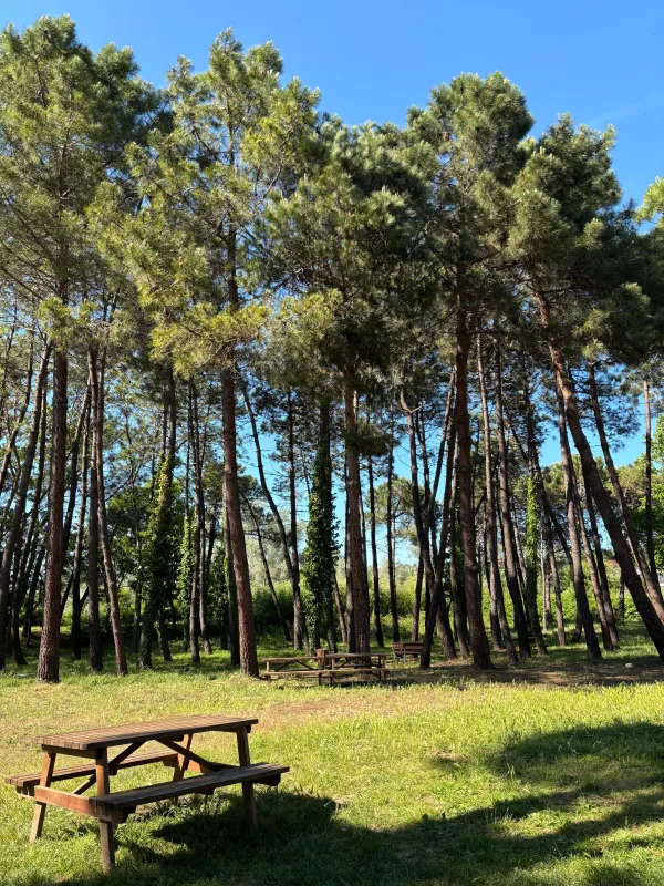 Forêt de pins avec tables de pique-nique sous un ciel bleu