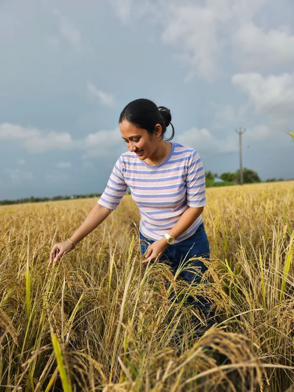Jeune agricultrice inspectant un champ de riz prêt pour la récolte