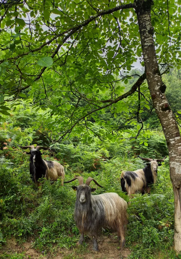 Chèvres aux longues cornes dans une forêt verdoyante