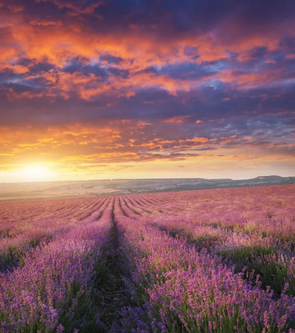 Champ de lavande en fleurs au coucher du soleil