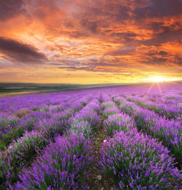 Champ de lavande au coucher du soleil sous un ciel flamboyant