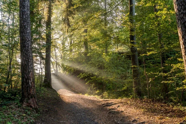 Sentier forestier illuminé par les rayons du soleil à travers les arbres