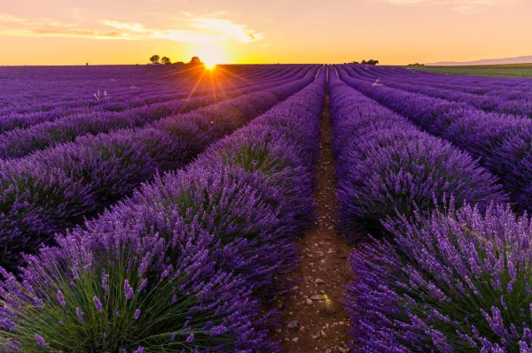 Champ de lavande en fleurs au coucher du soleil