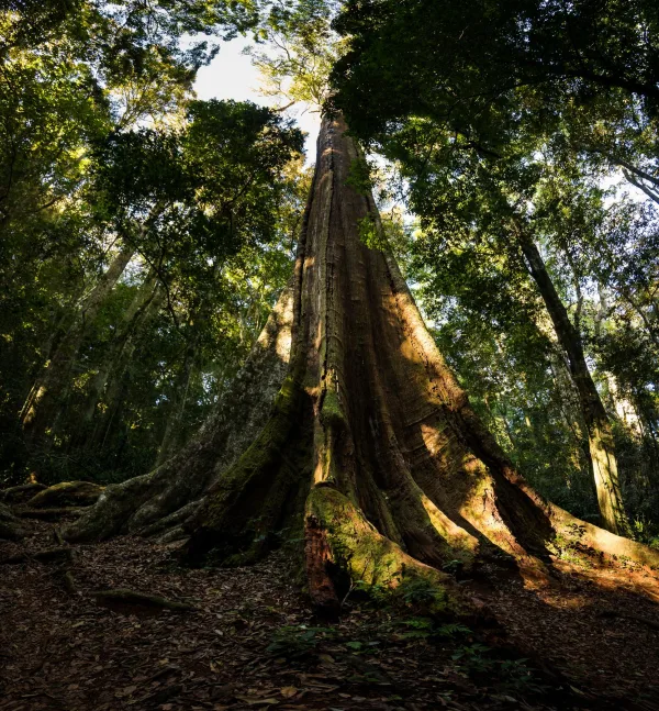 Arbre géant de la forêt tropicale baigné de lumière