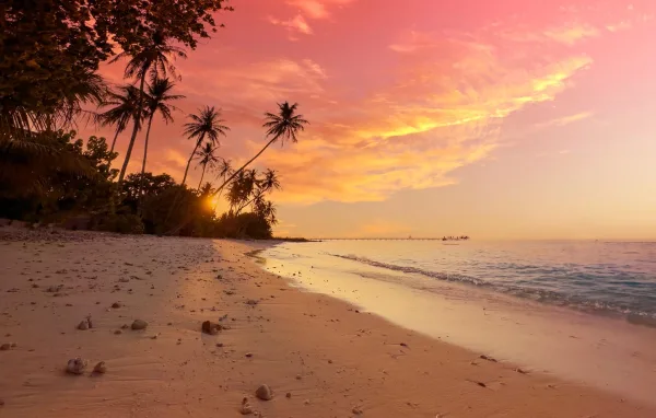 Plage tropicale au coucher du soleil avec palmiers et ciel flamboyant