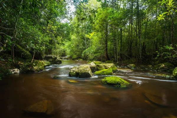 Rivière paisible traversant une forêt tropicale luxuriante