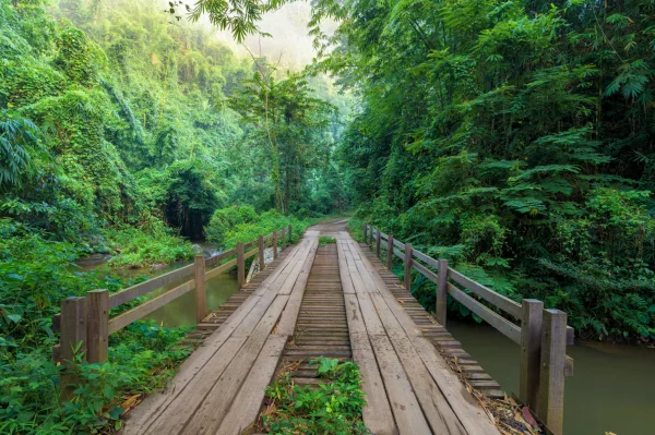 Pont en bois au cœur d'une forêt tropicale luxuriante et verdoyante