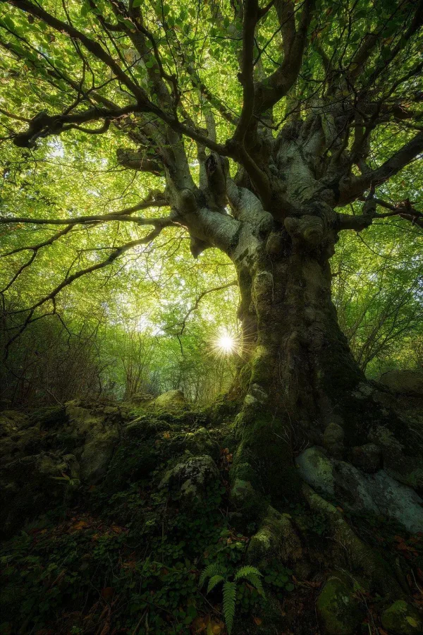 Arbre centenaire majestueux au cœur d'une forêt verdoyante baignée de lumière