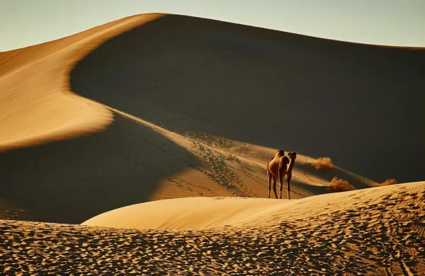 Chameau dans les dunes dorées du désert au coucher du soleil