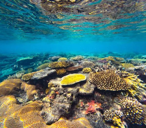 Récif corallien tropical sous une eau cristalline