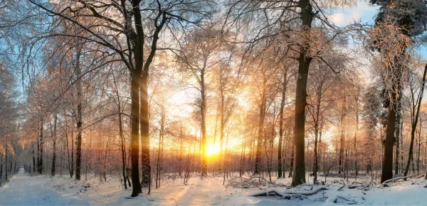 Forêt enneigée au lever du soleil – Paysage hivernal féerique