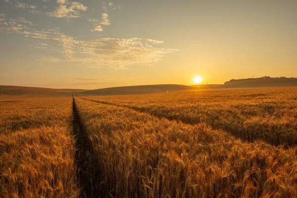 Champ de blé doré au coucher du soleil dans un paysage agricole