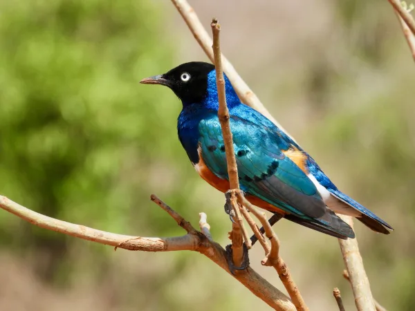 Oiseau aux plumes bleues éclatantes perché sur une branche en pleine nature