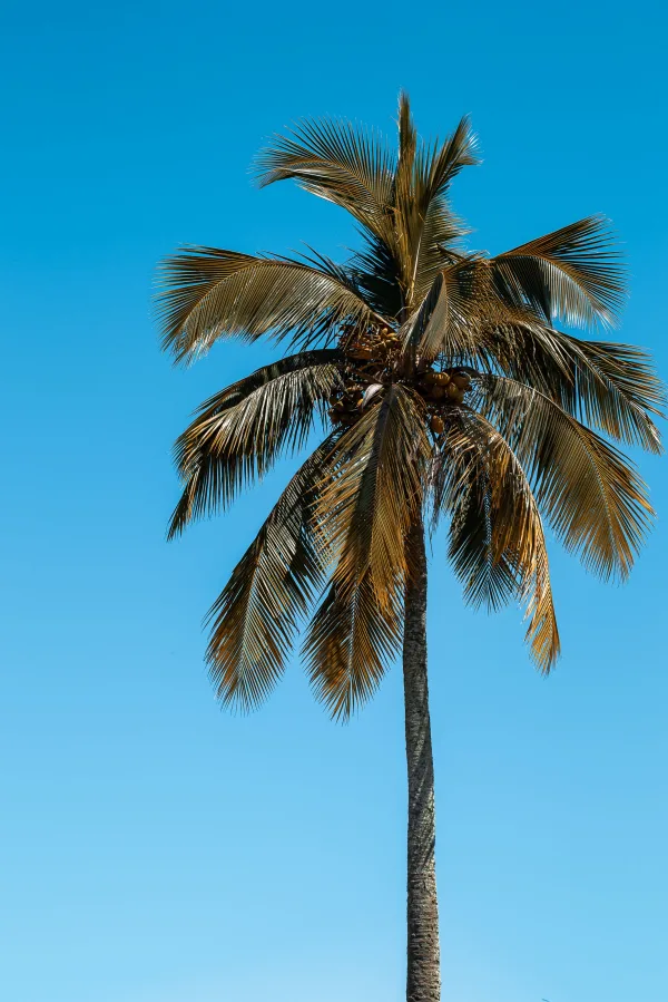 Palmier tropical solitaire sous un ciel bleu éclatant