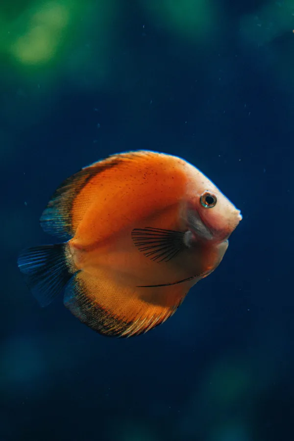 Poisson tropical orange nageant dans un aquarium sur fond bleu profond